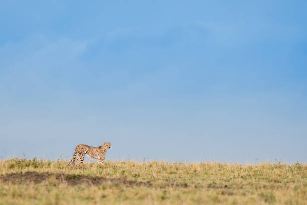 istock Cheetah in Masai Mara Game Reserve, Kenya 1061889718