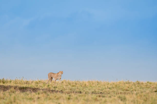 istock Cheetah in Masai Mara Game Reserve, Kenya 1061889794