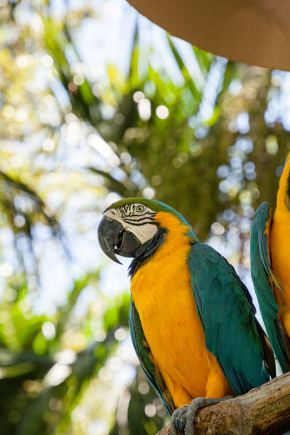 istock Blue and gold macaw bird Ara ararauna 1061890106