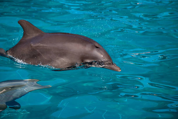 istock Bottlenose dolphin Tursiops truncatus 1061892360