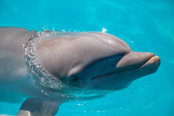 istock Bottlenose dolphin Tursiops truncatus 1061892470