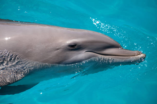 istock Bottlenose dolphin Tursiops truncatus 1061892878