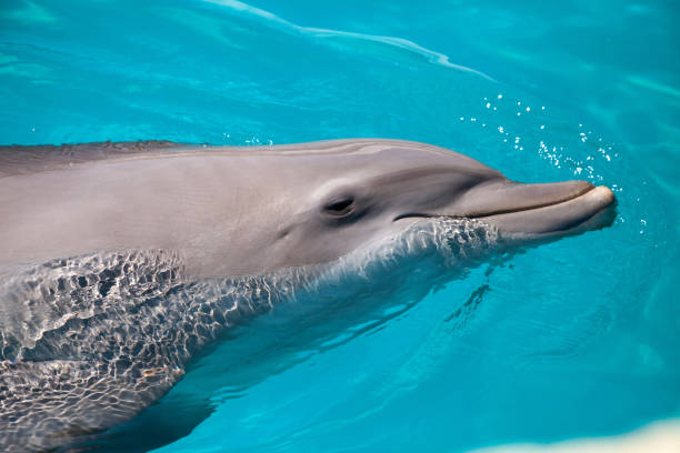 istock Bottlenose dolphin Tursiops truncatus 1061892960
