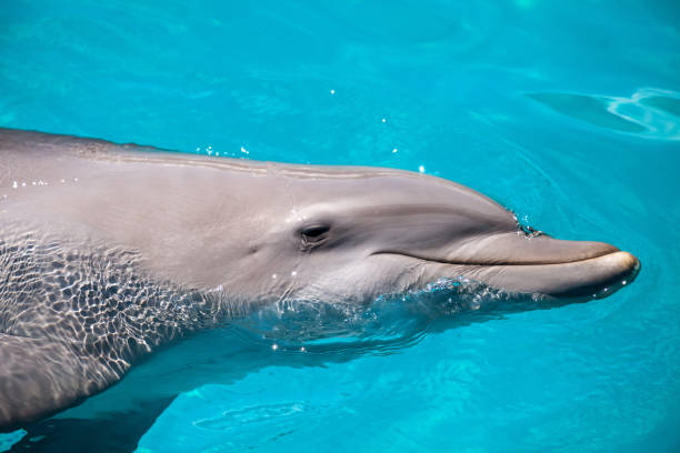 istock Bottlenose dolphin Tursiops truncatus 1061892962