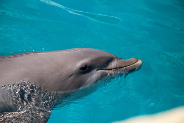istock Bottlenose dolphin Tursiops truncatus 1061893032
