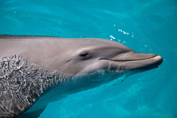 istock Bottlenose dolphin Tursiops truncatus 1061893054