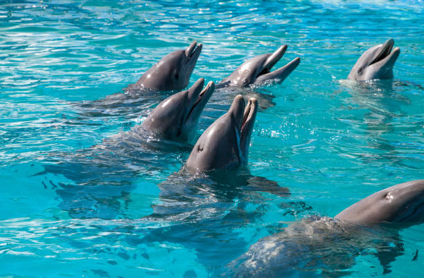bottlenose dolphin tursiops truncatus - dolphin porpoise mammal sea imagens e fotografias de stock