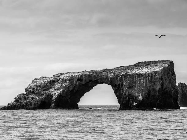 Channel Island National Park Anacapa Island anacapa island stock pictures, royalty-free photos & images