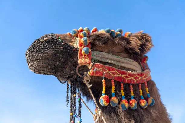 Photo of Camel with ornaments and muzzle on his head in blue sky background