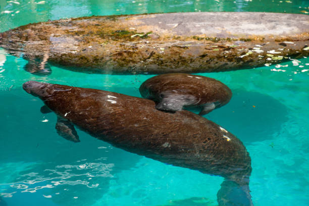 istock Florida manatee also called the West Indian manatee 1061898158