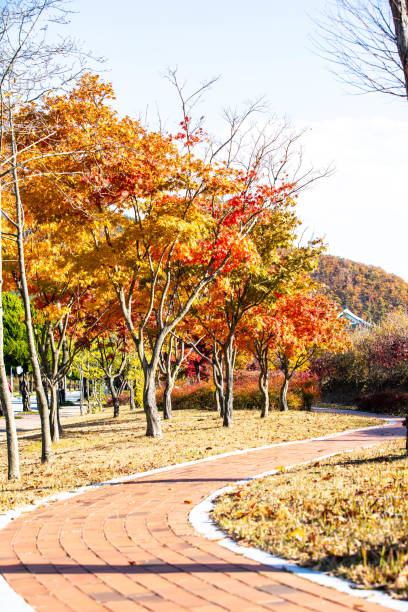 istock VD742 autumn leaves 1061898364