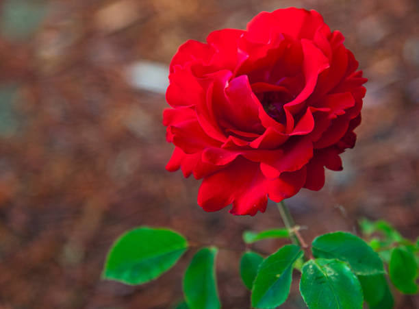 istock Garden flowers and vegetables: roses 1061898422