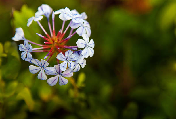 istock Garden flowers and vegetables 1061898448