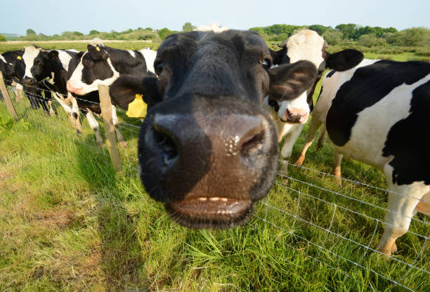 Smiling Cow Face stock photo