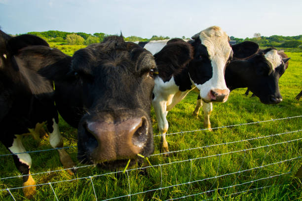 Cute Cows Saying Hello stock photo