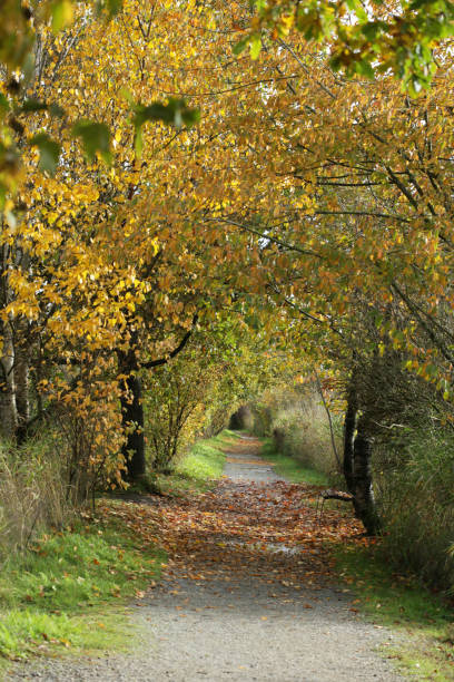 camino árbol-alineado en la columbia británica, canadá - langley fotografías e imágenes de stock