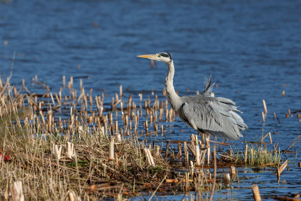 istock A grey heron on the edge of the river 1061904038