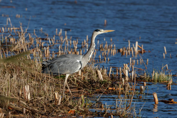 istock A grey heron on the edge of the river 1061904046