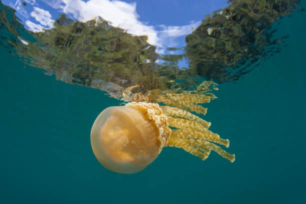 istock Jellyfish Near Surface of Lagoon 1061904132