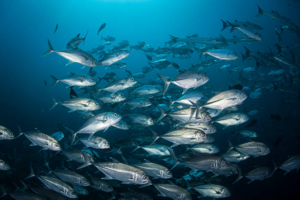 istock School of Bigeye Jacks in Blue Water 1061904174