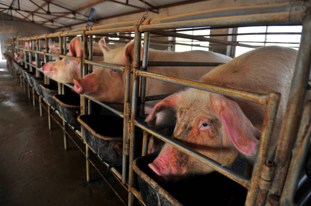 istock The farm pigs 1061905294