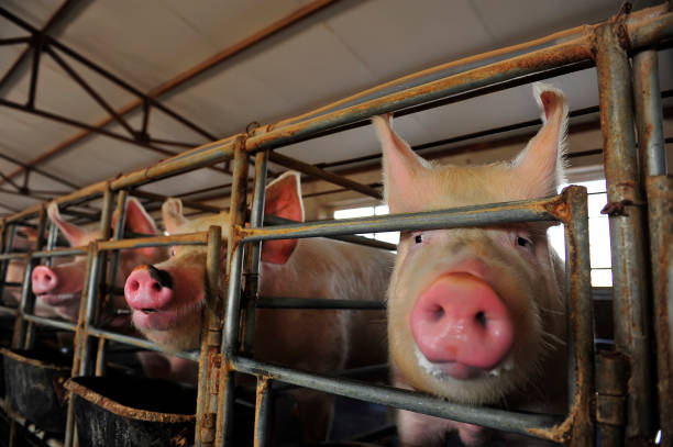 istock The farm pigs 1061905328