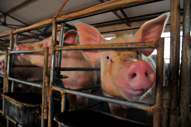 istock The farm pigs 1061905338