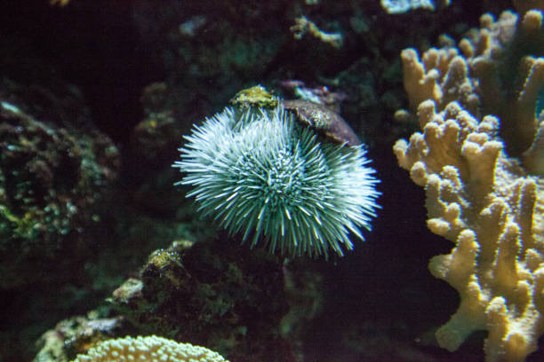 White Sea Urchin Tripneustes ventricosus White Sea Urchin Tripneustes ventricosus in a coral reef in a marine aquarium. tripneustes stock pictures, royalty-free photos & images