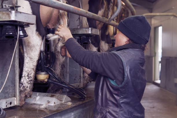istock Female dairy farmer at work in the milking shed 1061905608