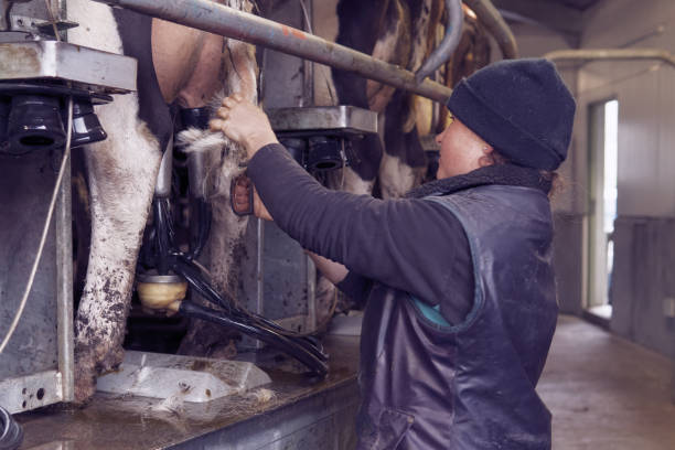 Female dairy farmer at work in the milking shed stock photo