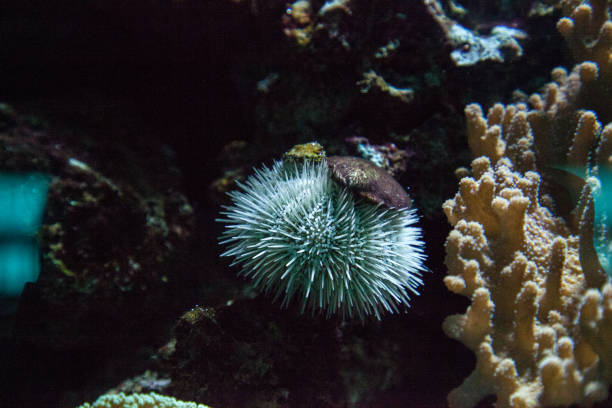 istock White Sea Urchin Tripneustes ventricosus 1061905616