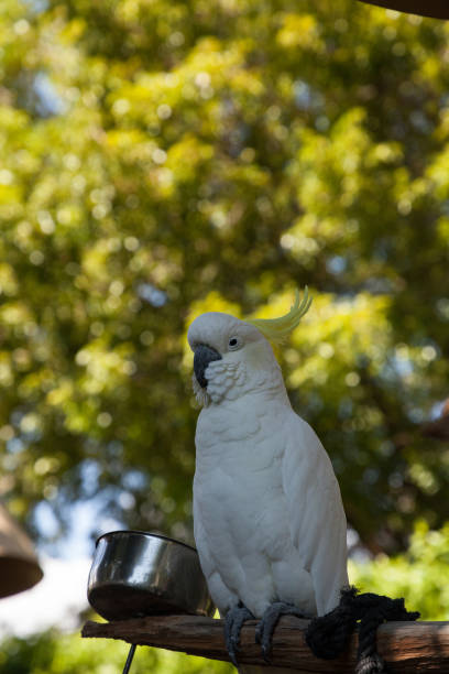 istock Yellow-crested cockatoo Cacatua sulphurea 1061905650