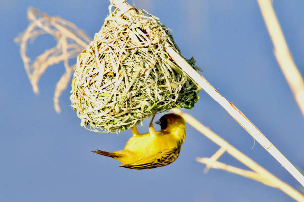 istock Pilanesberg Southern Masked Weaver 1061912874