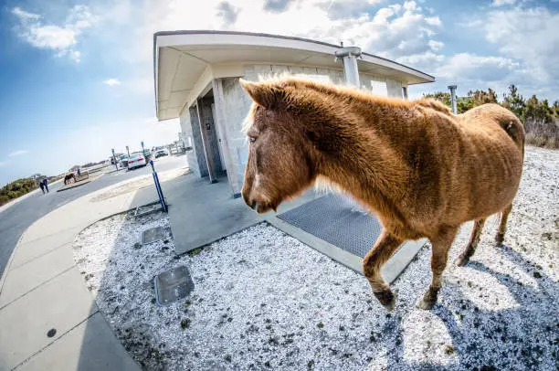 Wild feral horse trots around the public restroom in the parking lot of Assateague Island National Seashore. Concept for nature and human interactions