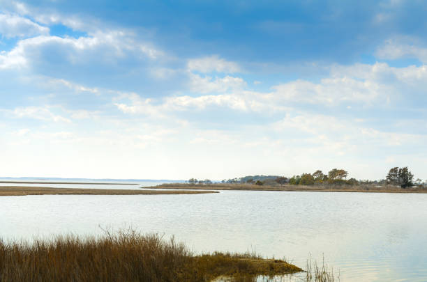 Beautiful marsh scenery of Assateague Island National Seashore in Maryland, along a barrier island in the Atlantic ocean