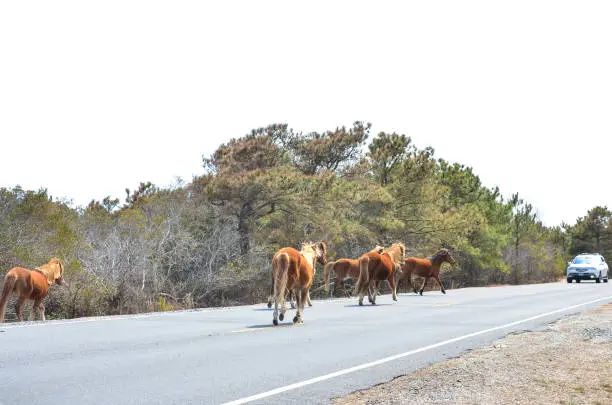 Wild horses gallup along the side of the road in Assateague Island National Seashore in Maryland
