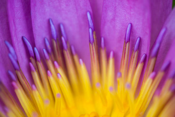 Soft focus of purple lotus macro shot for abstract background