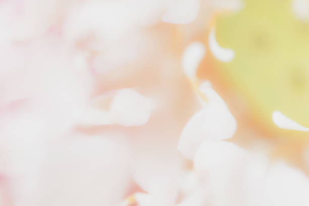 istock Sweet color lotus  in soft style for background 1061915960