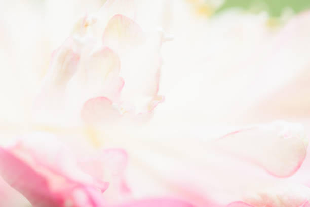 istock Sweet color lotus  in soft style for background 1061915966