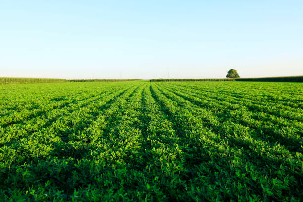 The fields of peanuts The fields of peanuts peanut crop stock pictures, royalty-free photos & images