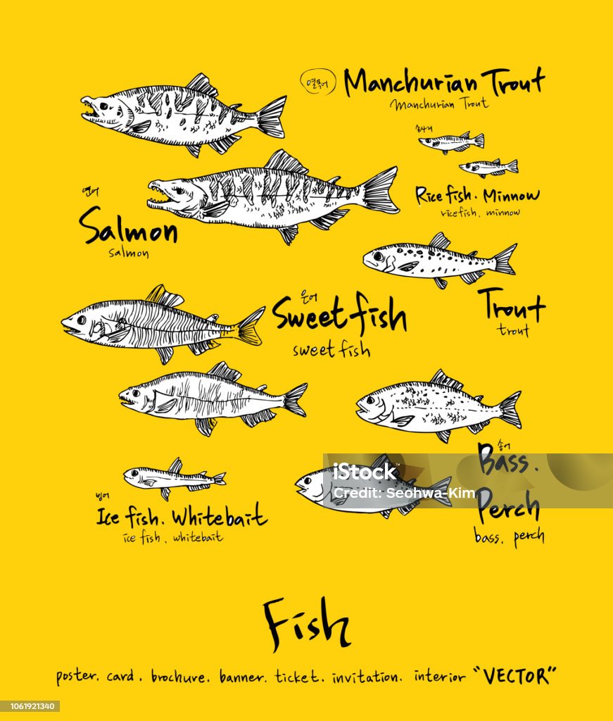 Sea food menu sketch Hand drawn food ingredients / sea food illustrations - vector Anchovy stock vector