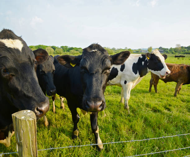istock Young Bullocks in a Field 1061925712