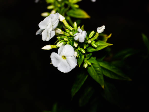 Close-up of white and pink phlox.