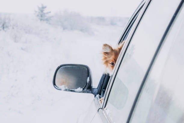 istock puppy looks in open window car 1061927080