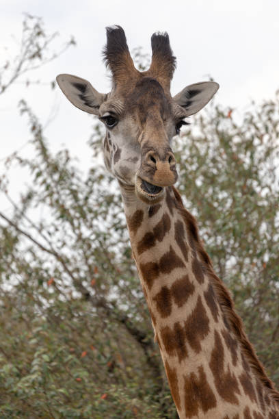 istock Giraffes in Africa 1061930762