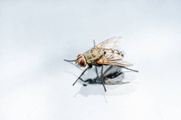 istock Diptera Drosophila Fly Insect On Glass Window 1061931010