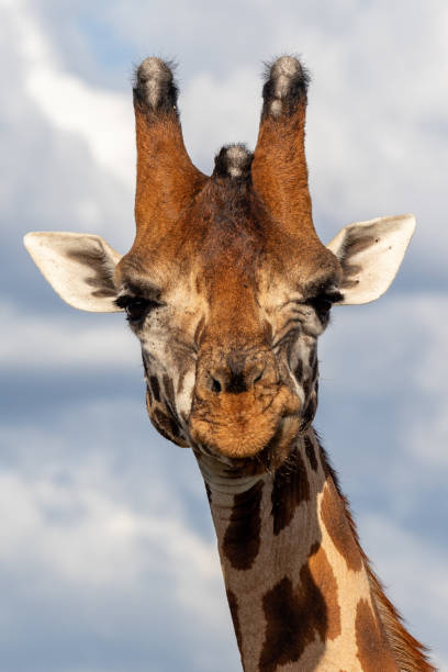 istock Giraffes in Africa 1061932724