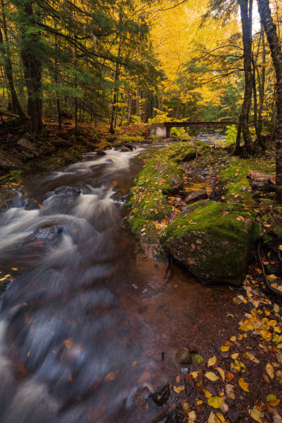 Little Carp River in Fall stock photo