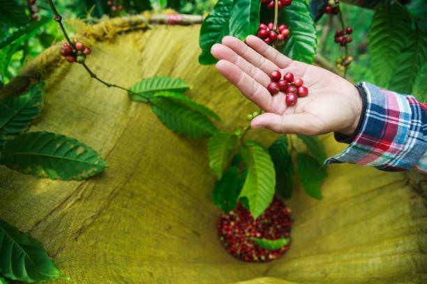 istock Coffee berries with agriculturist. 1061937372