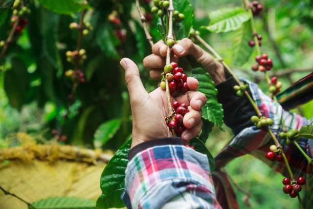 istock Coffee berries with agriculturist. 1061937380